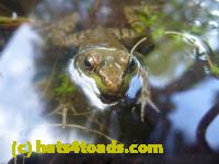 /home//u458753944/public_html/sourcegallery////Frogs/More bullfrogs/P1070698.JPG